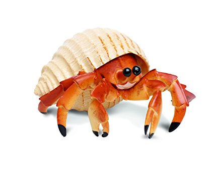 hermit crab