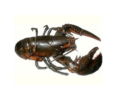 lobster